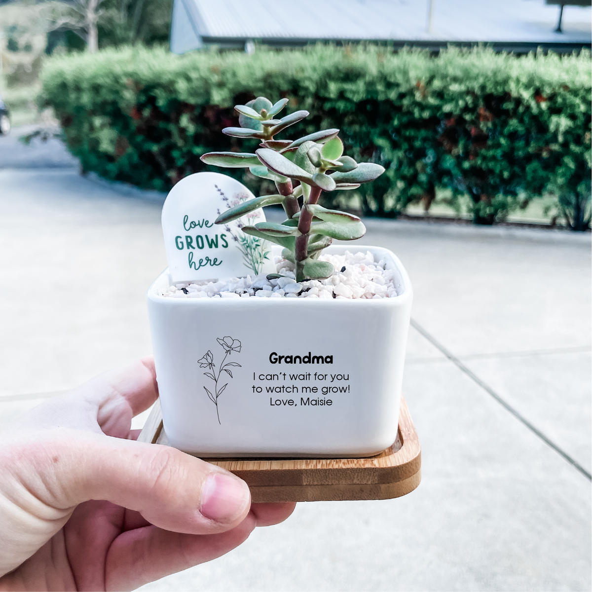 personalised succulent pots Personalised Succulent Garden DIY Kit