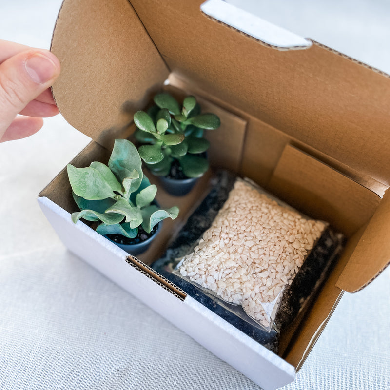 DIY Succulent Kits (unable to ship to WA, NT and TAS)