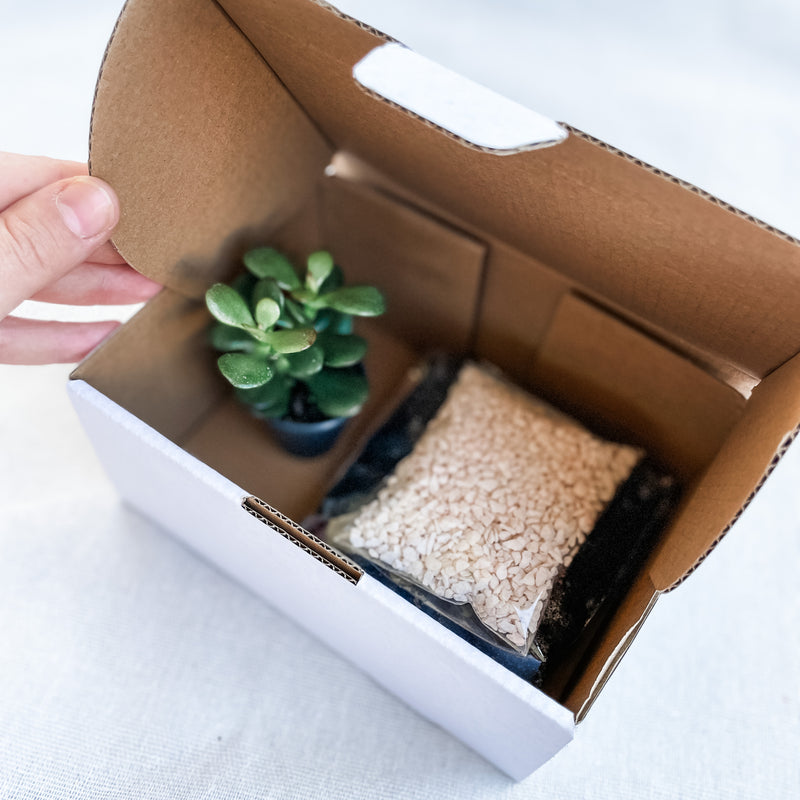 DIY Succulent Kits (unable to ship to WA, NT and TAS)
