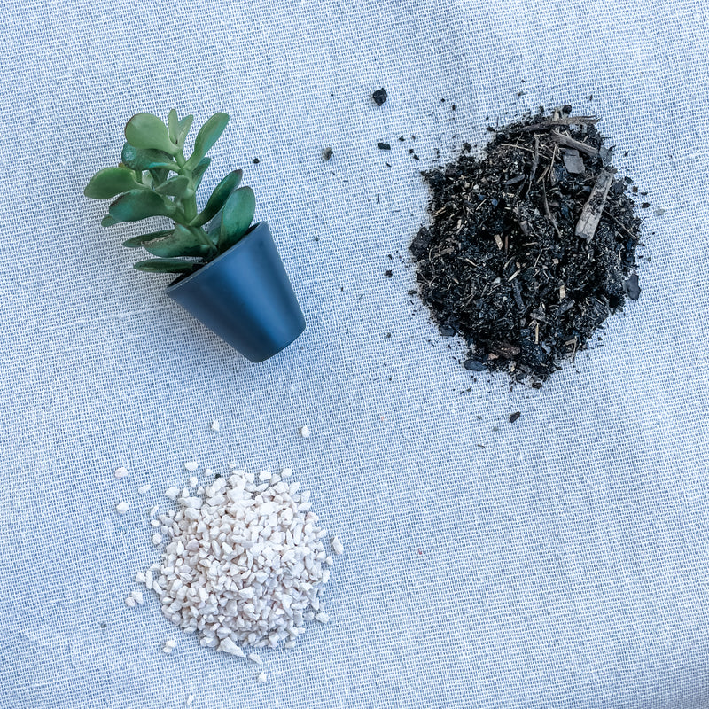 DIY Succulent Kits (unable to ship to WA, NT and TAS)