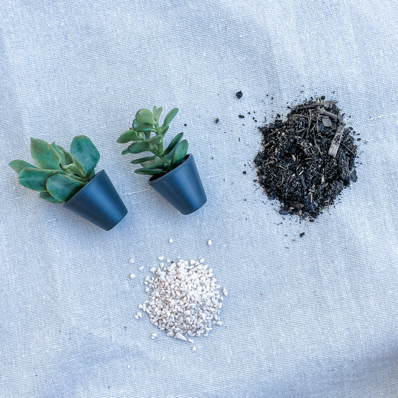 DIY Succulent Kits (unable to ship to WA, NT and TAS)
