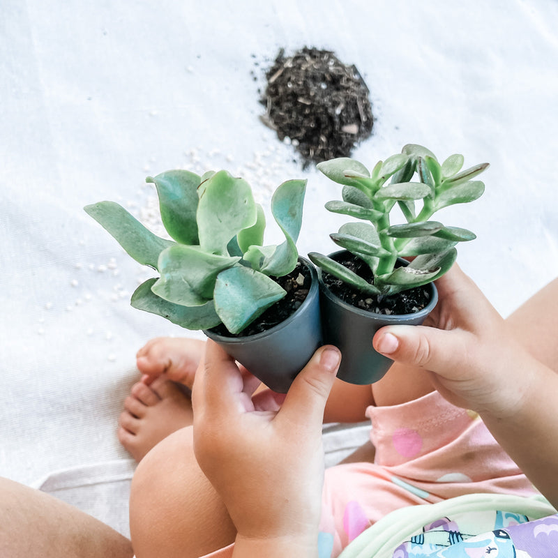 DIY Succulent Kits (unable to ship to WA, NT and TAS)