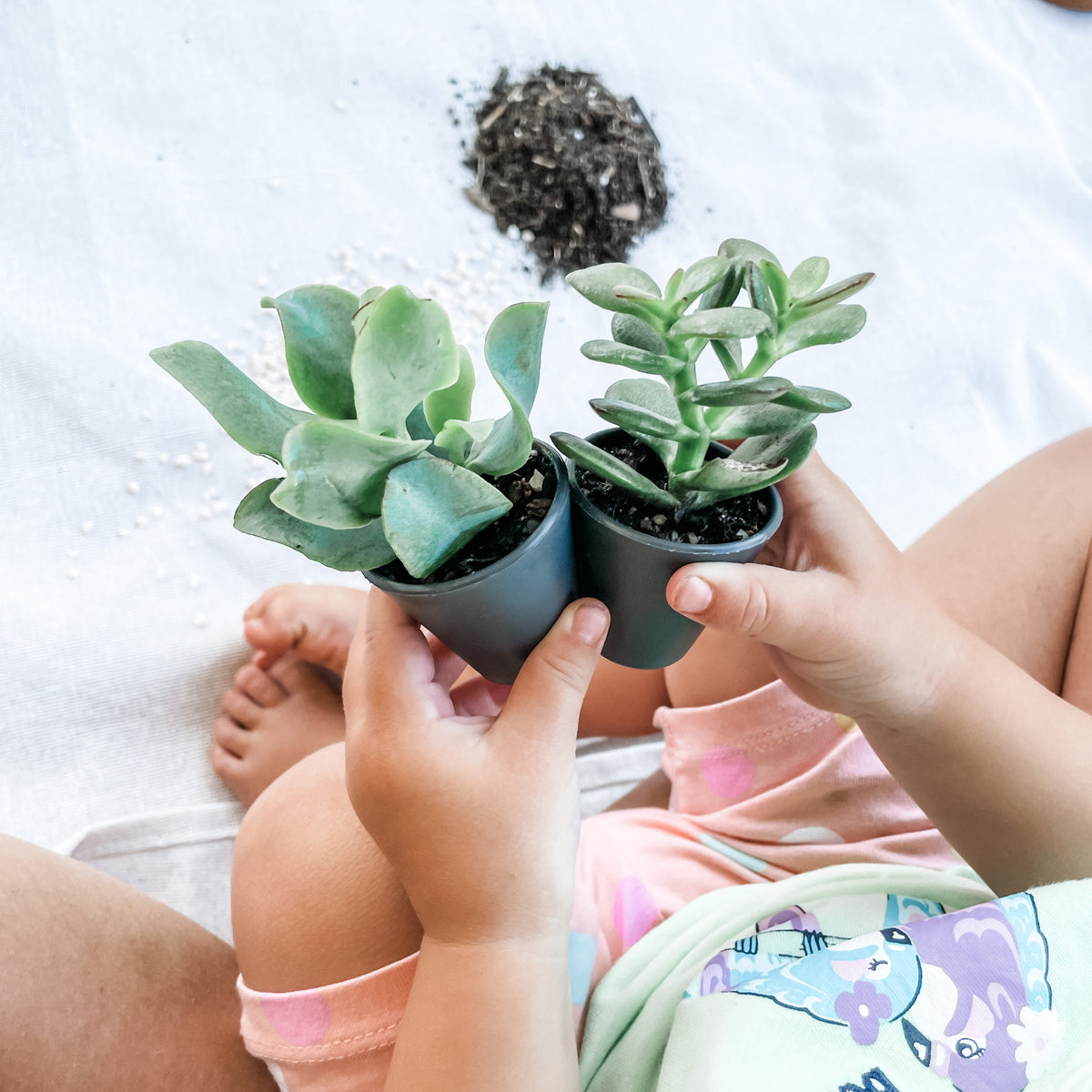 Succulent Kit - Mother's Day gift Loni