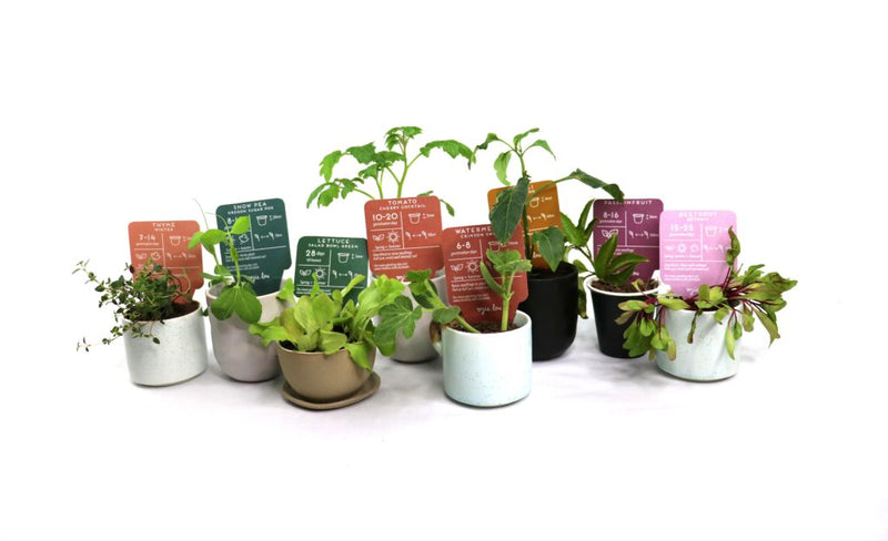 Gift Pack of Seeds - Sow Awesome